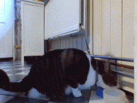 Kattenclub fanpakket